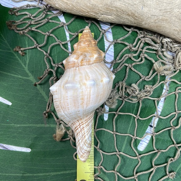 Large “Trapezium” Striped Horse Conch Seashell Shell Nautical Collector Decor - Picture 13 of 15